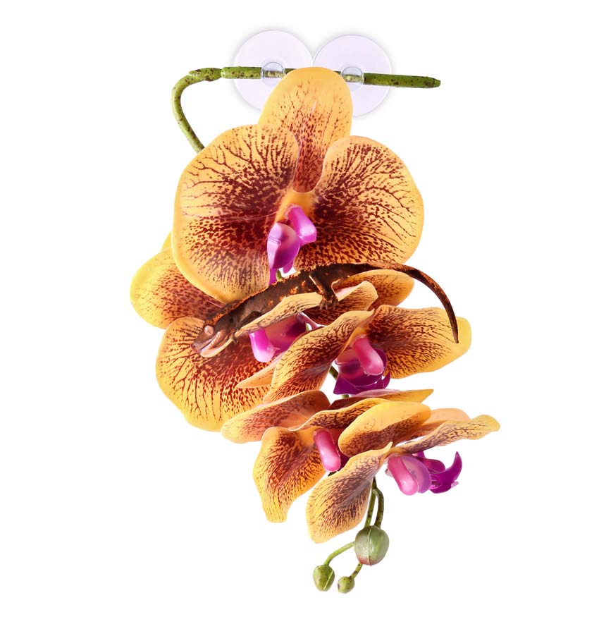 Hanging Plants - Orchid