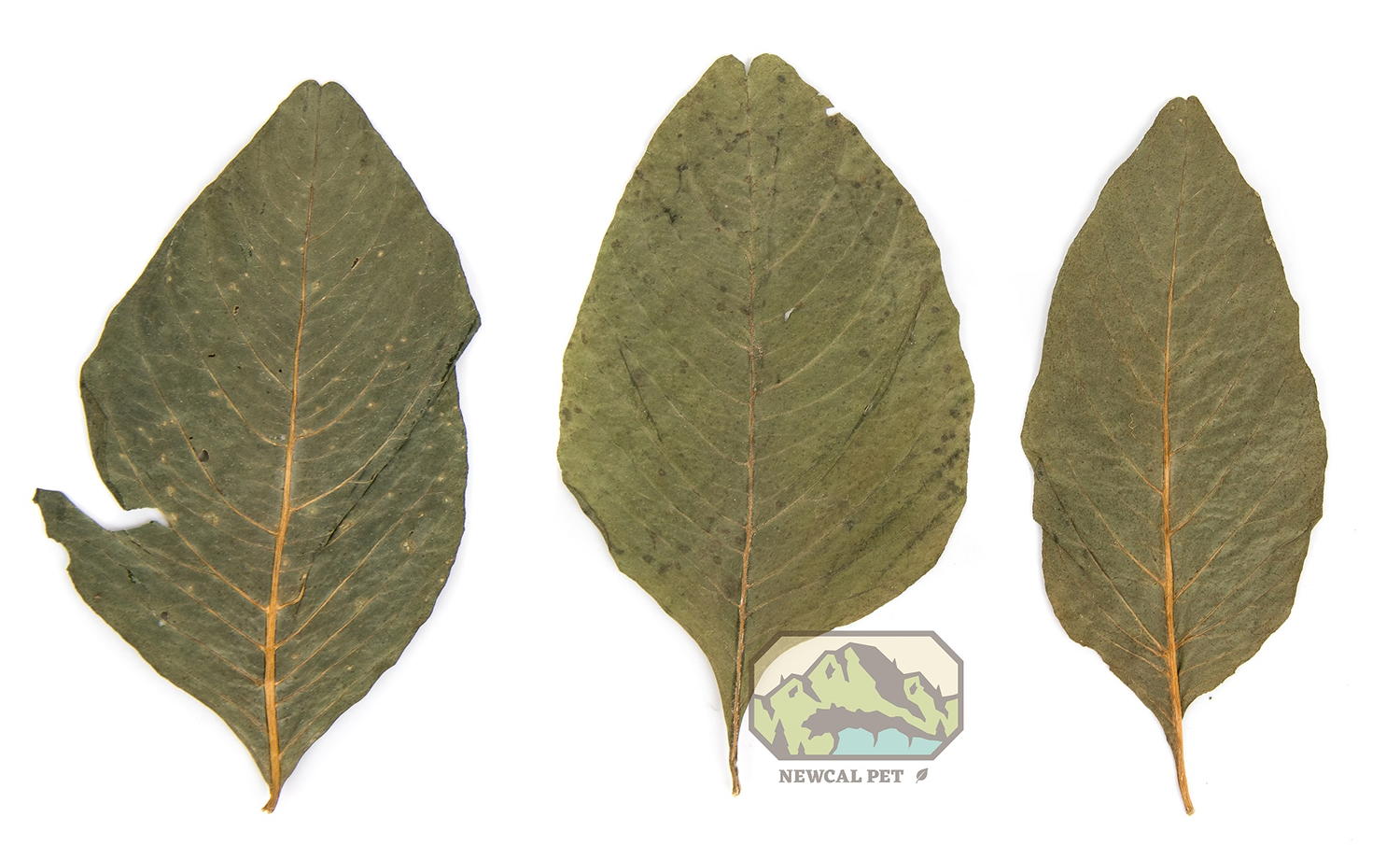 Amaranth Leaves (20 pack)
