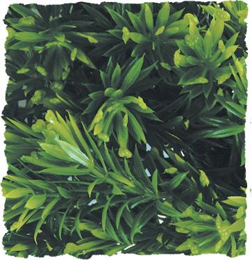 Natural Bush Plants - Borneo Star SMALL (14")