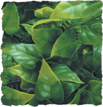 Natural Bush Plants - Mexican Phyllo MEDIUM (18")